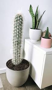 This article is about the plant family. 15 Best Large Cactus Plants To Grow Indoors Tall Cacti
