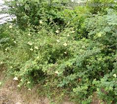 Image result for Hibiscus vitifolius