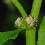 Image result for Struchium