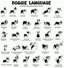 The Tale Of The Wagging Tail Paws Pet Care At Home Pet Sitting Dog Walking Louisville Ky