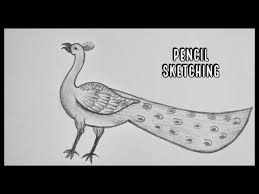 Any age children from toddlers to older children. Peacock Drawing Peacock Pencil Drawing Pencil Sketching Pencil Art Youtube Peacock Drawing Peacock Sketch Pencil Drawings