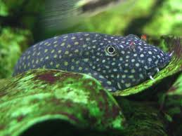 Ctenocephalus synonyms, ctenocephalus pronunciation, ctenocephalus translation, english dictionary definition of ctenocephalus. Gastromyzon Ctenocephalus Seriously Fish