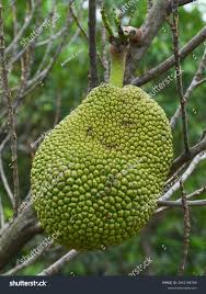 Image result for Artocarpus heterophyllus