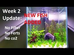 Time and time again, bettas will attack and kill fish that even slightly resemble another betta, such as anything colourful, bright or with large fins. Week 2 Update How To Betta No Filter No Co2 No Ferts Fish Tank Youtube