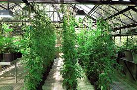 A proper level of light is also very important. Grow Lights Getting The Light Right Gardening Indoors Joe Gardener