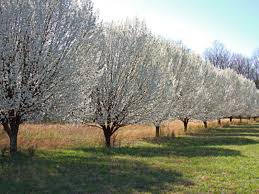 As conquistas ali do perfil a comparação é asuma vs chojuro e eu vejo asuma mais forte por ter mais feitos, e ter se colocado. Hosui Asian Pear Tree Just Fruits And Exotics