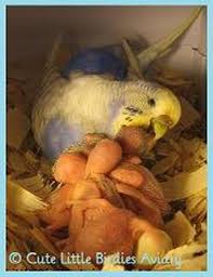 Are You Ready To Breed Your Budgies Cute Little Birdies Aviary