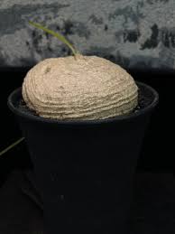 Image result for Trochomeria polymorpha