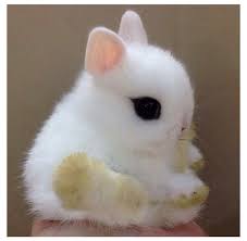 Cute baby bunnies funny bunnies cute baby animals animals and pets tiny bunny hamsters cute bunny pictures rabbit pictures dwarf bunnies. White Cute Little Baby Bunny Novocom Top