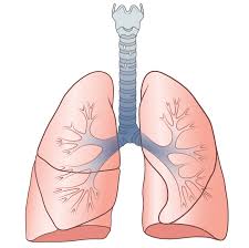 Boli care afecteaza tesutul pulmonar 3. Fiziologia Sistemului Respirator Newsmed Ro