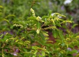 Image result for Cordia grandicalyx