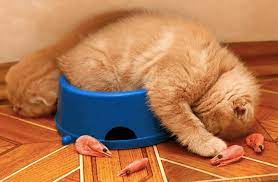 Can Cats Eat Shrimps Raw Or Cooked Pawsome Kitty