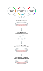 Monkey cell lines from several species and an assortment of tissue types such as lung and kidney. Crispr Transfection Protocols Guide How To Select The Best Method