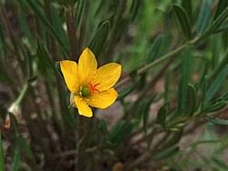 Image result for Talinum crispatulum