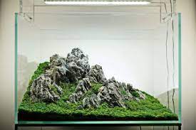 Simon S Aquascape Blog Aquascape Design Aquascape Aquascape Diy
