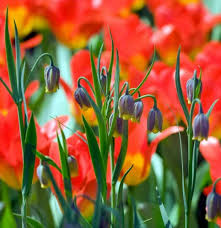 Image result for Uvaria edulis