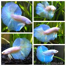 It is just an unofficial name or promotional name for a clear betta. Betta Fish He Shines A Different Color Depending On Which Angle The Light Hits At Between Cellophane Bright Blue And Gold Flake Food