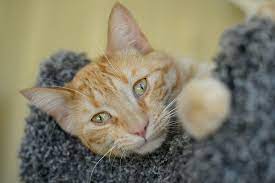 Drinking excessively or barely drinking any water can also be an indicator that your cat isnt feeling well. 9 Signs Your Cat Is Sick