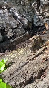 403 w oak st ste 303el dorado, ar. Hog Wild Pest Control Home Facebook