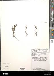 Image result for Melhania prostrata