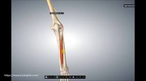 However, it shows many variations in the human hand, which include splitting into two or more slips and sending a slip to the … M Extensor Digiti Minimi Youtube