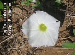 Image result for Ipomoea stolonifera