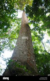 Image result for Khaya anthotheca