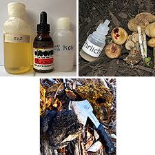 Image result for Porodisculus pendulus