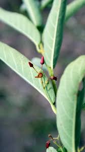 Image result for Tacazzea