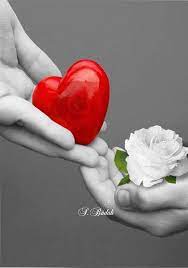 We did not find results for: Photo Google Color Splash Red Beautiful Rose Flowers Love Heart Images