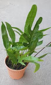 Image result for Microsorum scolopendria