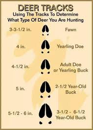 deer track size chart whitetail deer hunting hunting tips