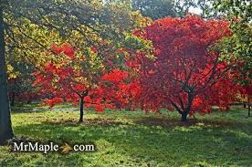 With brilliant red leaves and a small stature, the japanese red maple is an excellent tree. Design Your Garden With Japanese Maples Mr Maple Buy Japanese Maple Trees