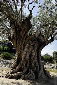 Olivo Milenario Olive Tree Tattoos Old Trees Olive Tree