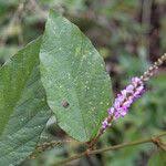 Image result for Polhillides velutina