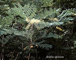 Image result for Apiaceae