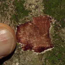 Image result for Phyllanthus polyanthus