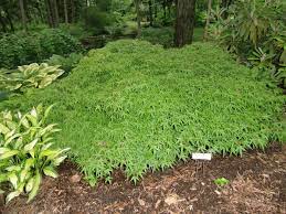 A Groundcover Maple Evergreen Plants Acer Palmatum Japanese Maple Tree