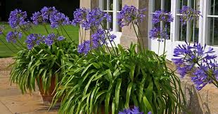 How To Grow Agapanthus In Containers Gardener S Path