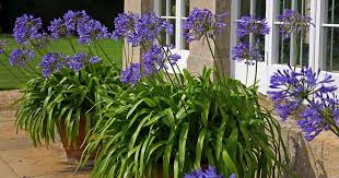 When the remaining plants are eight to 10 inches high, carefully pull out and transplant. How To Grow Agapanthus In Containers Gardener S Path