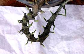 Image result for Ceropegia cimiciodora