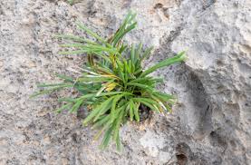 Image result for Actiniopteris semiflabellata