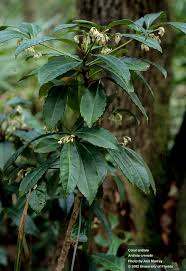 Image result for Ardisia