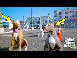 Yavru Pitbull Ilk Kez Babasiyla Karsilasiyor Kavga Ettiler Gta 5 Youtube