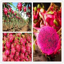 Excessive rain leads to flower drop and fruit rot. 1000 Pcs Bag Pitaya Bonsai Dragon Pitaya Fruit Garden Potted Tree Fruit Tree Plant Delicious Juicy Tropical Fruit Food Pot Buy At The Price Of 0 12 In Aliexpress Com Imall Com