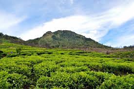 This makes a great traverse of gunung ungaran in either direction but requires extra time and logistics (see below). Kebun Teh Promasan Ungaran Mongotrip