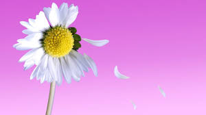 Nel linguaggio dei fiori il significato della margherita singola cambia. Margherite Perche Sono Il Fiore Del M Ama O Non M Ama