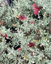 Image result for Rhagodia