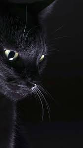 Download black cat roar is a great htc one m9 wallpaper. Amoled Cat Wallpaper Black Cat Aesthetic Cat Background Cat Aesthetic