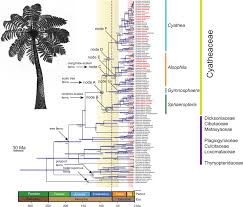 Image result for Cyatheaceae